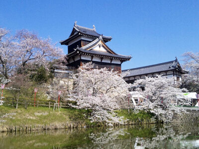 郡山城址の桜