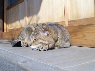 日だまりの中谷ねこ