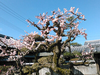 庭の梅（3月6日）